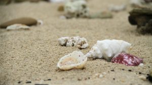 付费图片-清晰唯美壁纸-贝壳（17张）